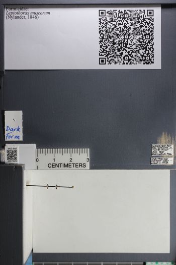 Media type: image;   Entomology 573172